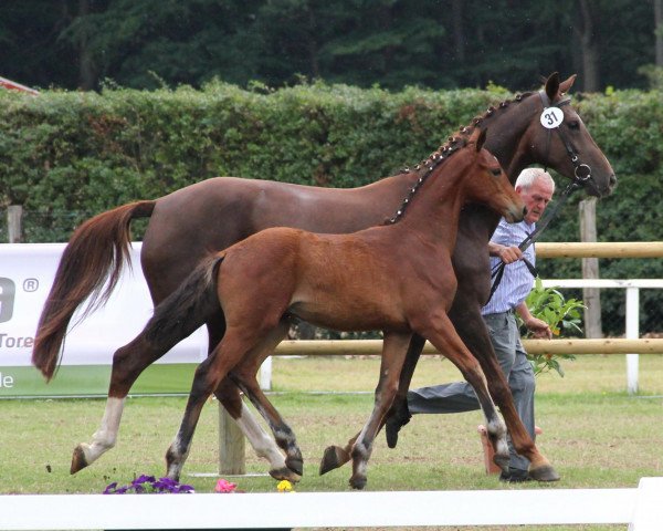 dressage horse Janeiro 11 (Westphalian, 2012, from Northland's Jeraldo)