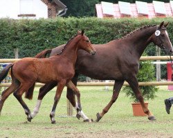 broodmare Belinda (Westphalian, 2004, from Belissimo NRW)