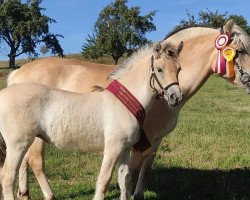 horse Sally L (Fjord Horse, 2022, from Smokey)