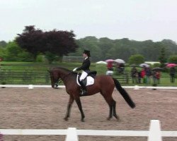 dressage horse Quebec 37 (Oldenburg, 2001, from Quattro B)