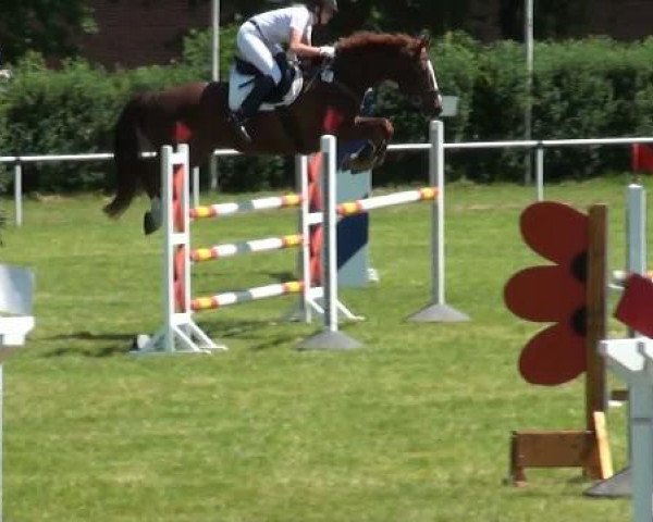 jumper Paddyngthon (KWPN (Royal Dutch Sporthorse), 1999, from Iroko)