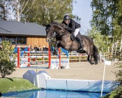 jumper Iterma H (KWPN (Royal Dutch Sporthorse), 2013, from Namelus R)