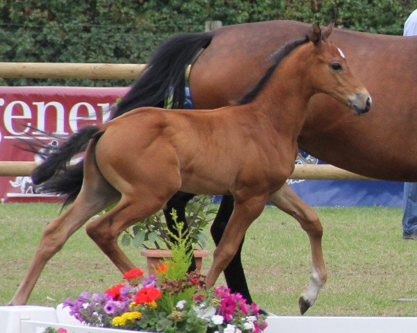 jumper Van der Vleuten (Westphalian, 2012, from Valeron)