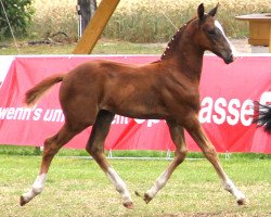 Springpferd Hengst von Valeron (Westfale, 2012, von Valeron)