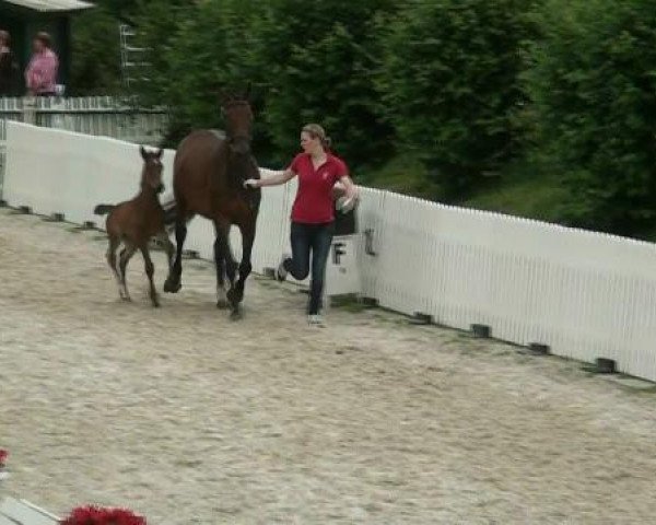 Zuchtstute Fohlen (Westfale, 2012, von Goldfever)