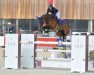 jumper Adje T (anglo european sporthorse, 2014, from Canabis Z)