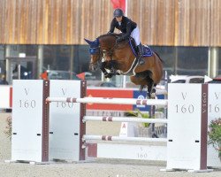 jumper Adje T (anglo european sporthorse, 2014, from Canabis Z)