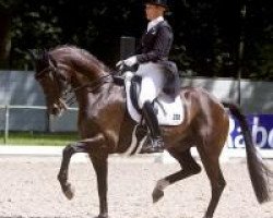 dressage horse Taikoen (KWPN (Royal Dutch Sporthorse), 2000, from Negro)