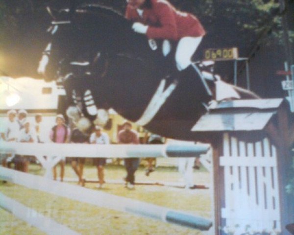 stallion Favorit (Oldenburg, 1975, from Fantastique)