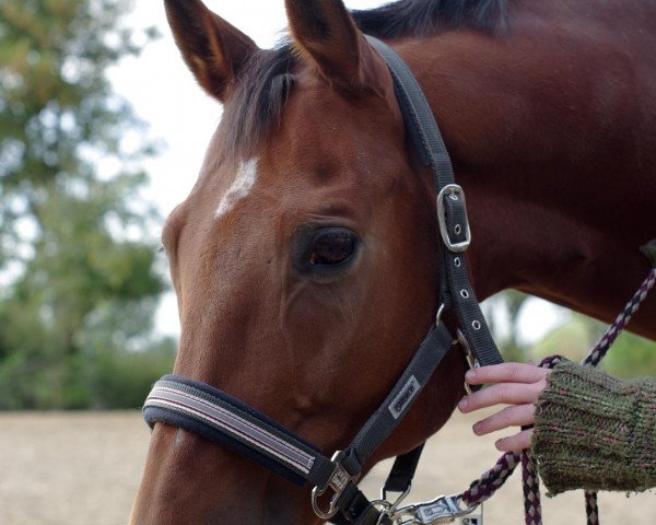 horse In my Mind (Trakehner, 1994, from Almox Prints J)