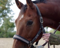 horse In my Mind (Trakehner, 1994, from Almox Prints J)