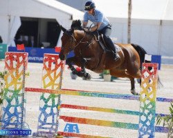 jumper Pele van Vlieringen (Belgian Warmblood, 2015, from Ligie's Goldstar V.v.)