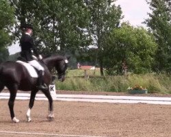 dressage horse Devito 12 (Hanoverian, 1997, from De Niro)