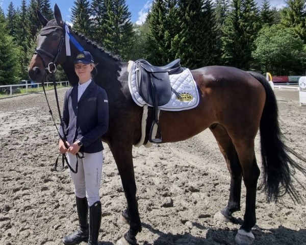 dressage horse Belmondo 193 (Oldenburg, 2011, from Bordeaux 28)