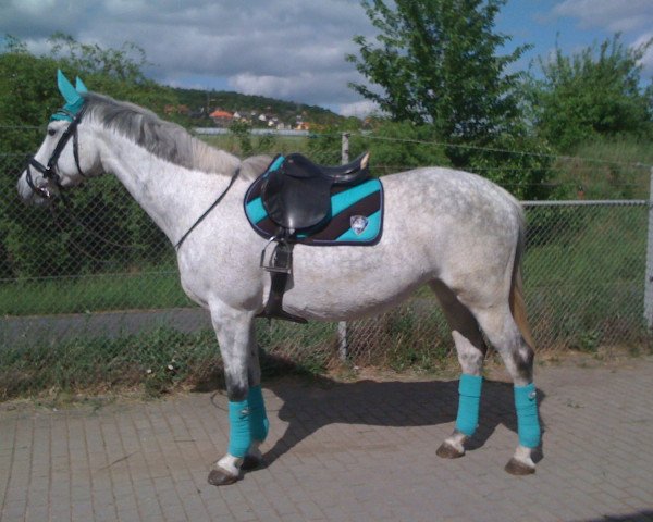 Zuchtstute Unicum (Trakehner, 1999, von Sir Chamberlain)