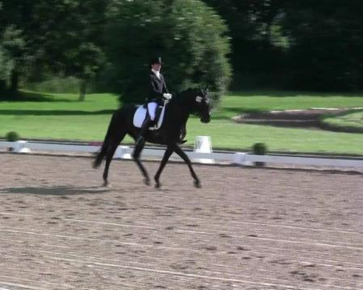 dressage horse Ruby Royal (Oldenburg, 2003, from Rubin Royal OLD)