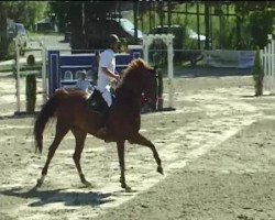 jumper Zidane 17 (KWPN (Royal Dutch Sporthorse), 2004, from Odermus R)