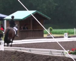 dressage horse Penelope (German Riding Pony, 2001, from Padparadscha)