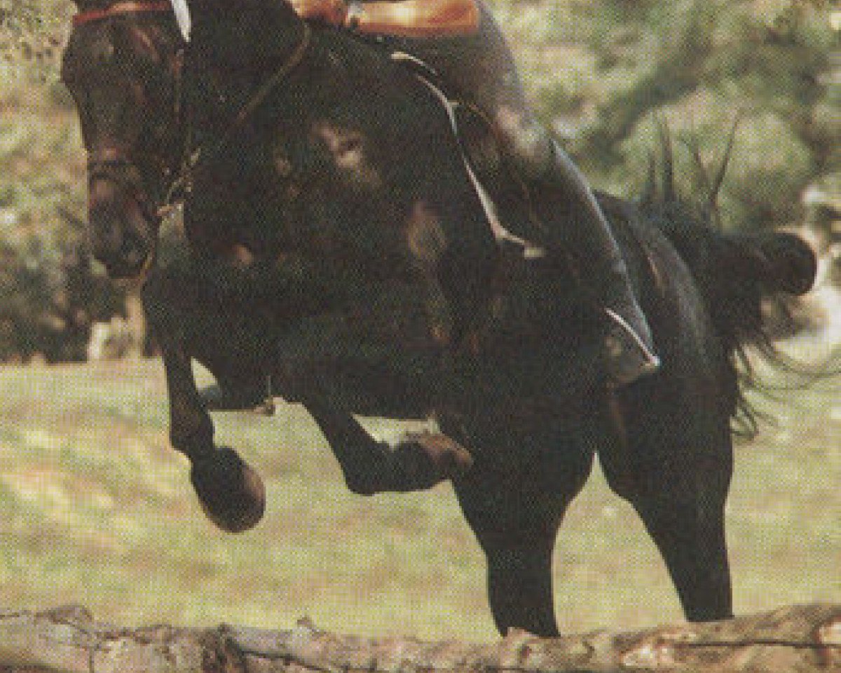 Deckhengst Saphir le Fol (Selle Français, 1984, von Foudre de Guerre)