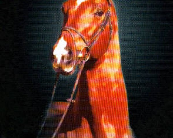 horse Tolstoi (Trakehner, 1989, from Kostolany)