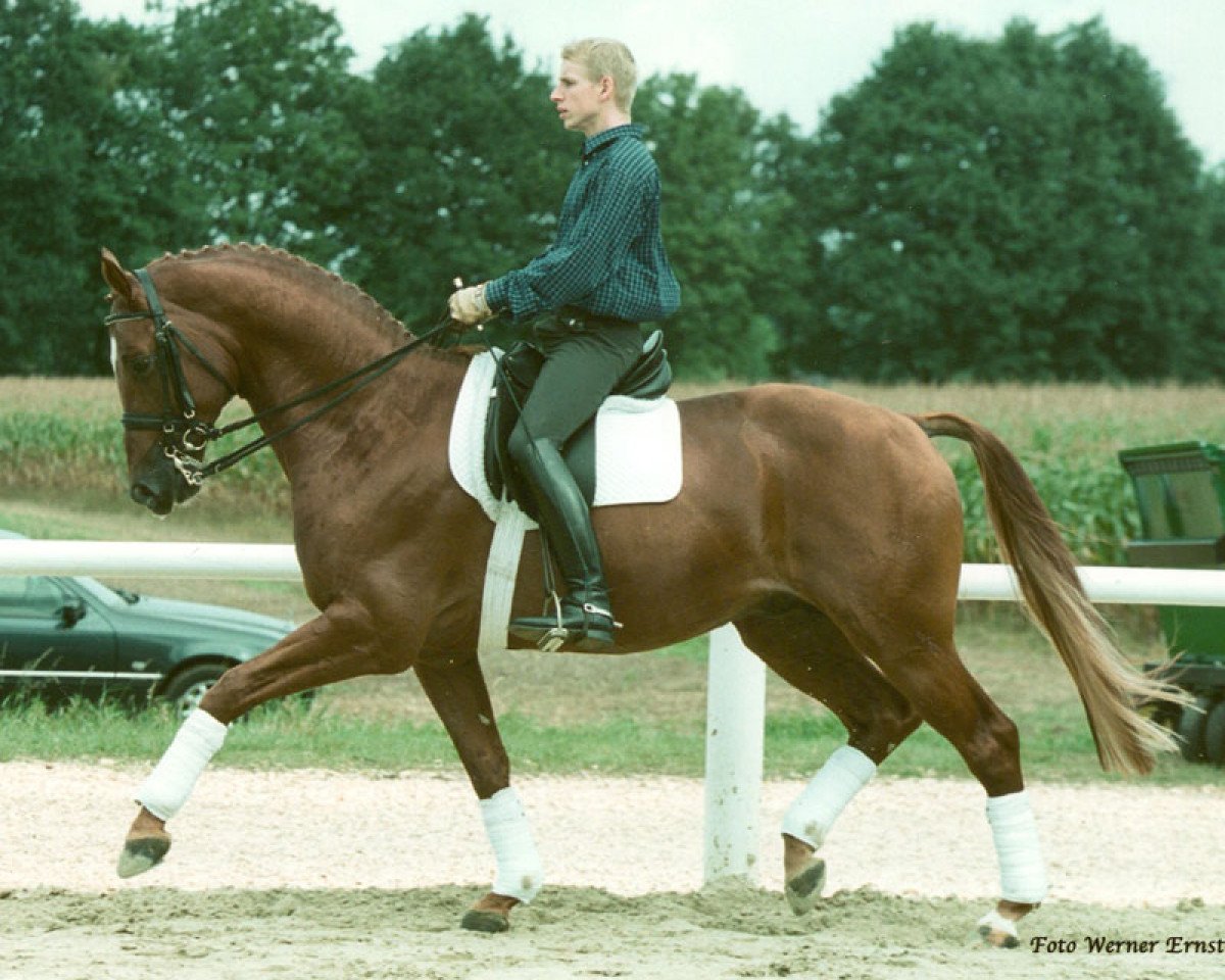 stallion Farinelli (Trakehner, 1994, from Tolstoi)