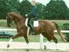 stallion Farinelli (Trakehner, 1994, from Tolstoi)