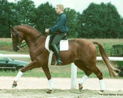 stallion Farinelli (Trakehner, 1994, from Tolstoi)