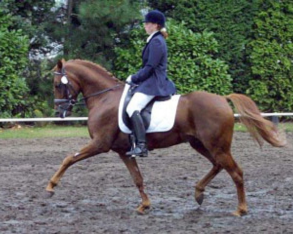 stallion Derengo (German Riding Pony, 1993, from Derby)