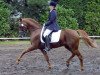 stallion Derengo (German Riding Pony, 1993, from Derby)