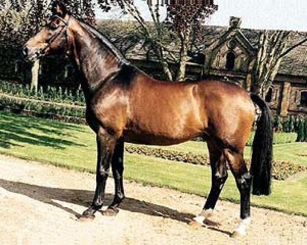 stallion Weinberg (Westphalian, 1977, from Weinhang)