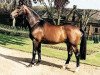 stallion Weinberg (Westphalian, 1977, from Weinhang)