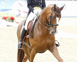 dressage horse Dablino FRH (Hanoverian, 2000, from De Niro)