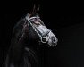 dressage horse Dolly Black (Hanoverian, 2008, from Don Frederico)