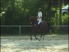 broodmare Lady Gaga 19 (Oldenburg show jumper, 2006, from Lord Pezi)