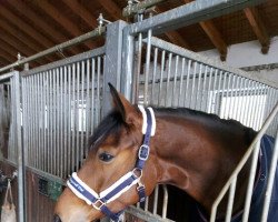 dressage horse Wonderful (German Sport Horse, 2017, from Daily Deal)