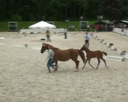 Springpferd Cajana JL (Westfale, 2012, von Christiano)