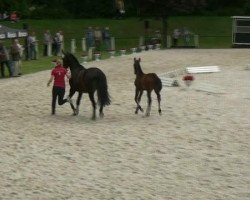 dressage horse Samhain Grian (Westphalian, 2012, from Scolari)