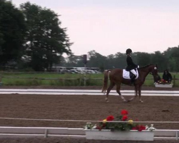 jumper Amour 41 (German Riding Pony, 2006, from Andexer)