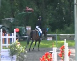 Pferd Passo Doble de Rossi (Selle Français, 2003, von Aubrillo)