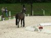 dressage horse Frieda Vita 2 (Westphalian, 2009, from Fürst Piccolo)