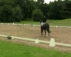 dressage horse Don Carlos 174 (Rhinelander, 2005, from Don Bedo I)