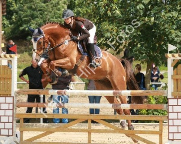 dressage horse Westsachsen's Da Vinci (Mecklenburg, 2004, from Duros 3471)