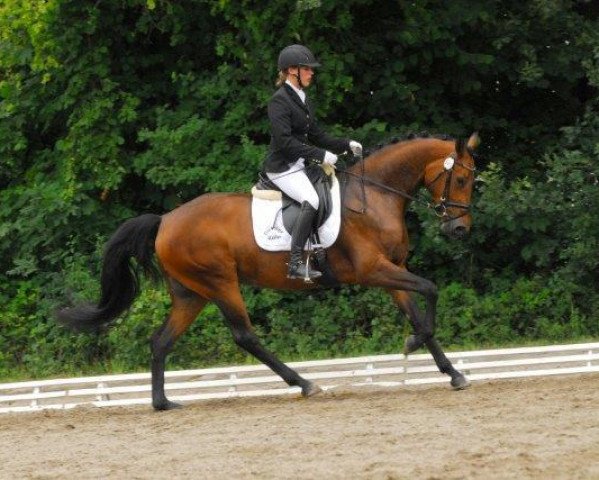 horse Wolkje 3 (Zweibrücken, 2007, from Wolkenstürmer)