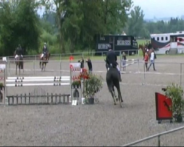 jumper Le Roche (German Sport Horse, 2004, from L'Ami)