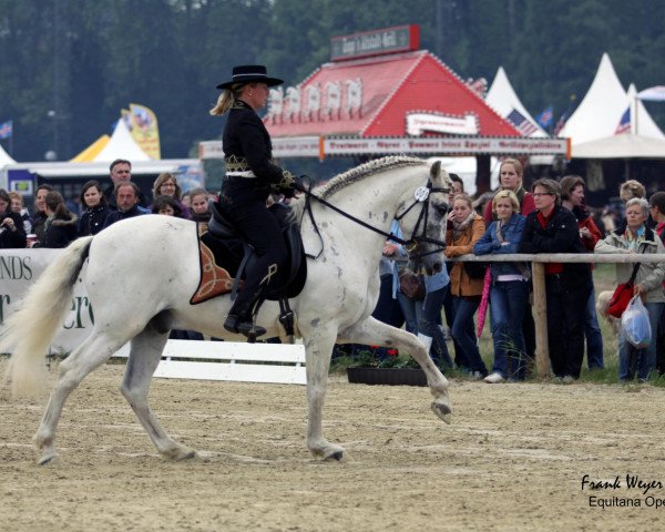 horse Amoroso 13 (Pura Raza Espanola (PRE), 1992)