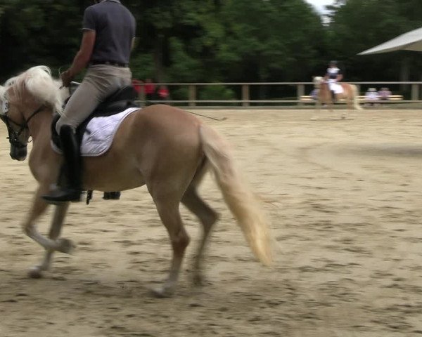 Stutenleistungsprüfung in Münster-Handorf 2022