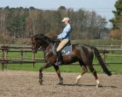 broodmare Dabea (Hanoverian, 2004, from Don Vino)