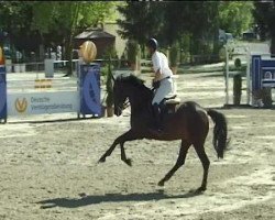 jumper Cassia 13 (Holsteiner, 2003, from Claudio's Son)