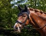 dressage horse Dream Global Dancer (German Riding Pony, 2016, from Golden Challenge)