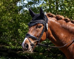 Dressurpferd Dream Global Dancer (Deutsches Reitpony, 2016, von Golden Challenge)